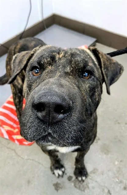 A young large-sized male Cane Corso dog named Curry for adoption in Tucson, AZ