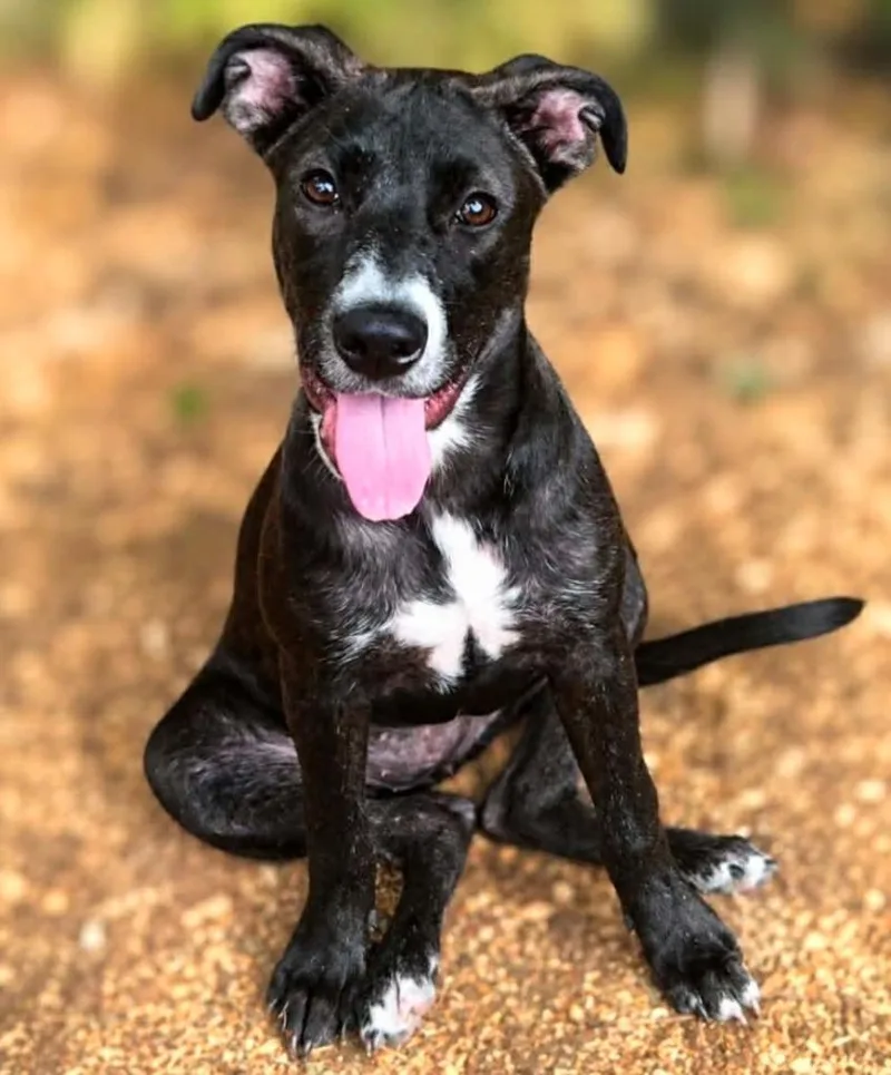 A baby medium-sized female Labrador Retriever dog named Daisy for adoption in El Dorado, AR