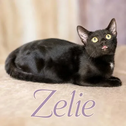 A young medium-sized female Domestic Short Hair cat named Zelie for adoption in West Memphis, AR