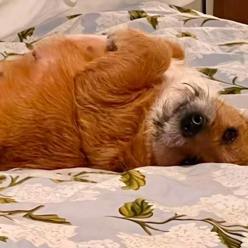Scruffy Now Penny
