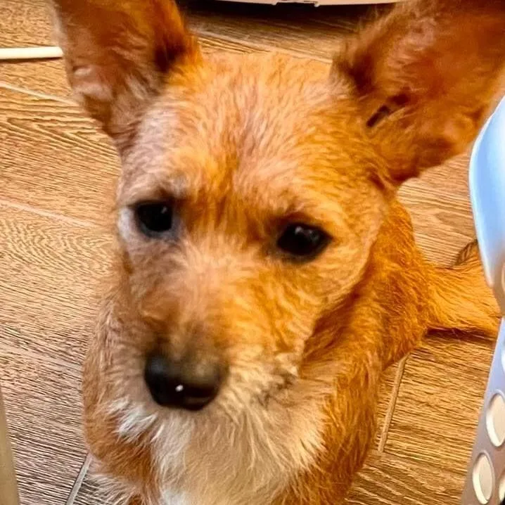Scruffy Now Penny thumbnail 2