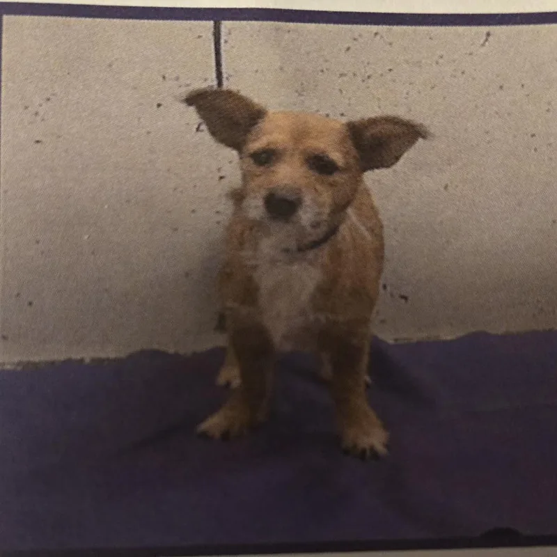 Scruffy Now Penny thumbnail 3