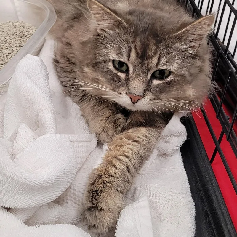 An adult large-sized male Gray / Blue / Silver Domestic Medium Hair cat named Smokey for adoption in Coos Bay, OR