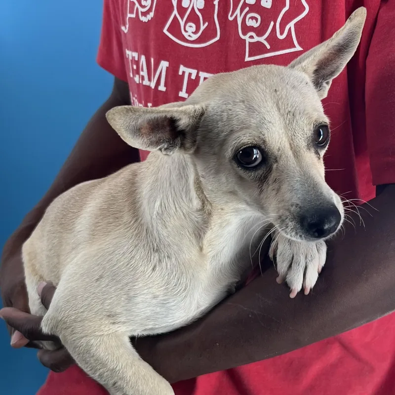 Olive  Local April thumbnail 2