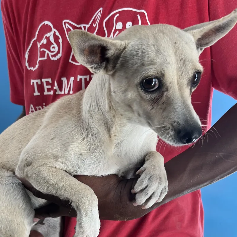 Olive  Local April thumbnail 3