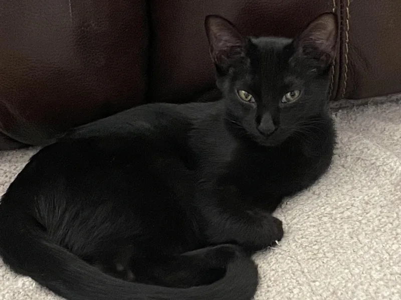 A young medium-sized female Black Domestic Short Hair cat named Birdie for adoption in Keller, TX