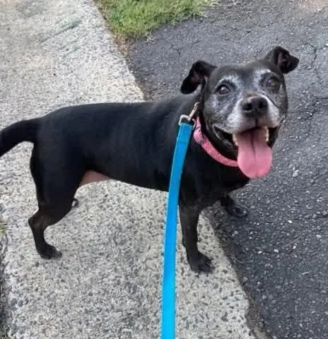 An adult medium-sized female Black Mixed Breed dog named Bertha for adoption in Lancaster, SC