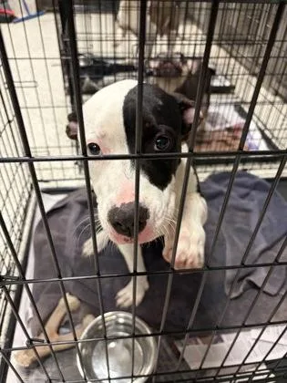 A young medium-sized female Mixed Breed dog named Special Agent Dana Scully for adoption in Atlanta, GA