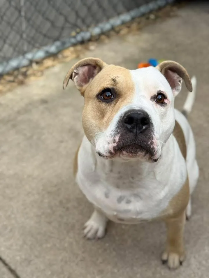 An adult medium-sized female White / Cream Pit Bull Terrier dog named Potato Bun for adoption in Chicago, IL