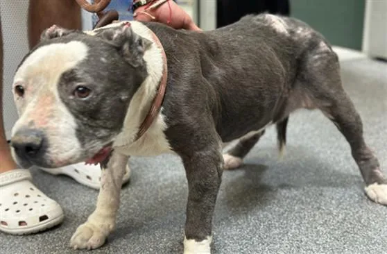 A senior large-sized female Pit Bull Terrier dog named Lexi for adoption in Los Angeles, CA