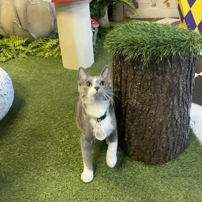 A baby medium-sized male Gray / Blue / Silver Domestic Short Hair cat named Milo for adoption in Austin, TX