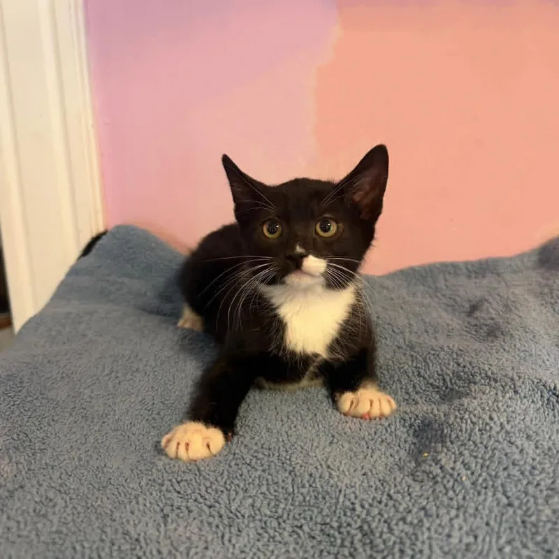 A young small-sized female Black Domestic Short Hair cat named Dottie for adoption in Freeport, NY