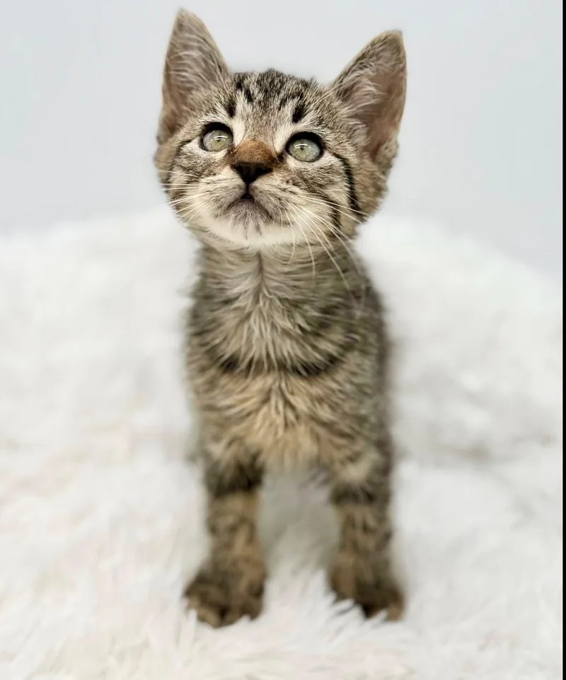 A baby medium-sized male Tabby (Brown / Chocolate) Tabby cat named Maitaki for adoption in Covington, LA