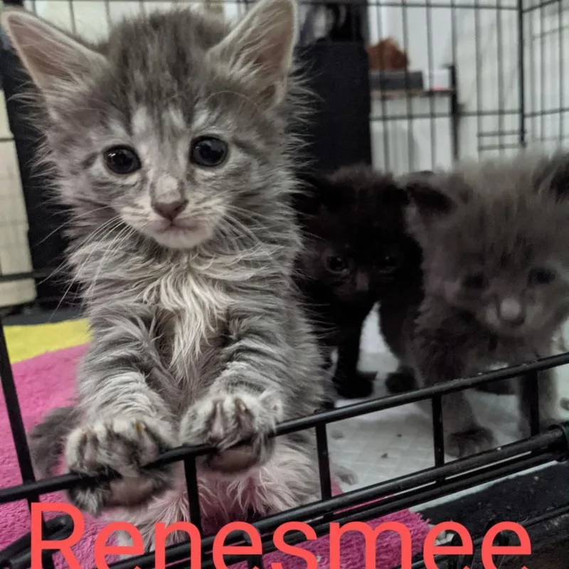 Renesmee  Fluffy thumbnail 2