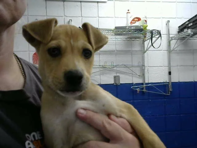 A baby small-sized male Pit Bull Terrier dog named Sussex for adoption in Albuquerque, NM