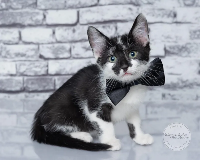 A baby medium-sized male Black & White / Tuxedo Tuxedo cat named Buzz for adoption in Tuscaloosa, AL