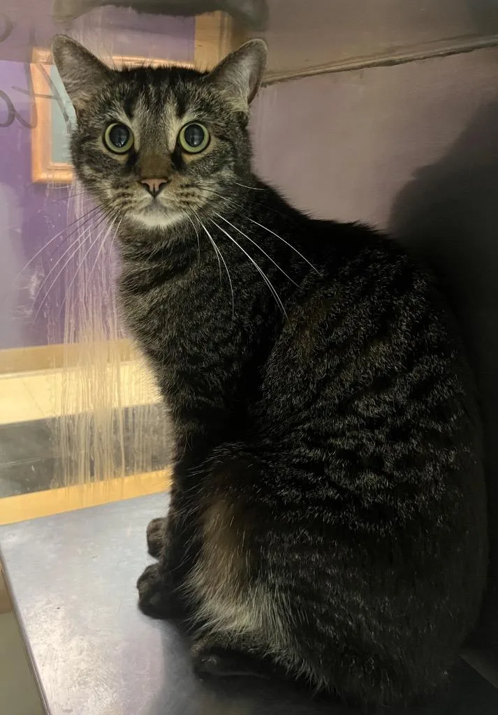 An adult small-sized male Domestic Medium Hair cat named Addison for adoption in Little Rock, AR