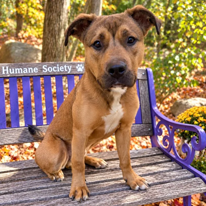 A young medium-sized male Brown / Chocolate Mixed Breed dog named Hashbrown for adoption in Hopkinton, MA