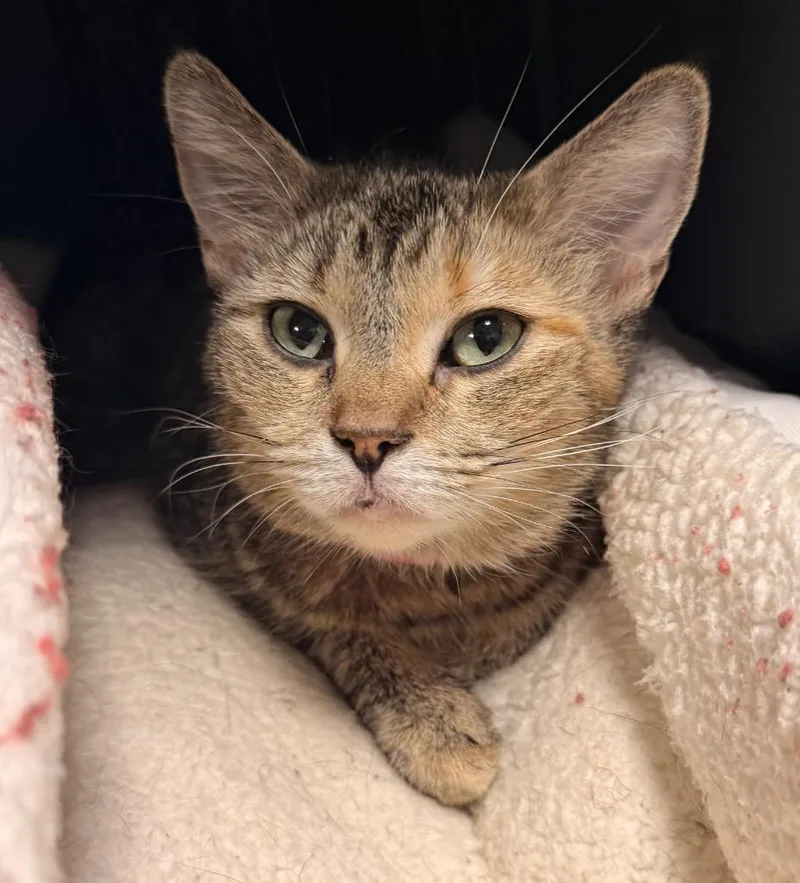 A young medium-sized female Domestic Short Hair cat named Meadow for adoption in Defiance, OH