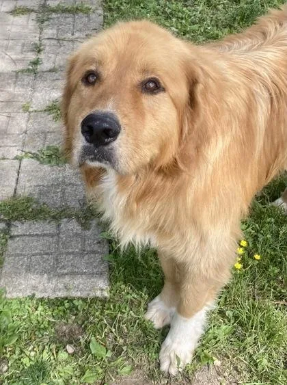 An adult large-sized male Merle (Red) Great Pyrenees dog named Alfonso for adoption in Glasgow, KY