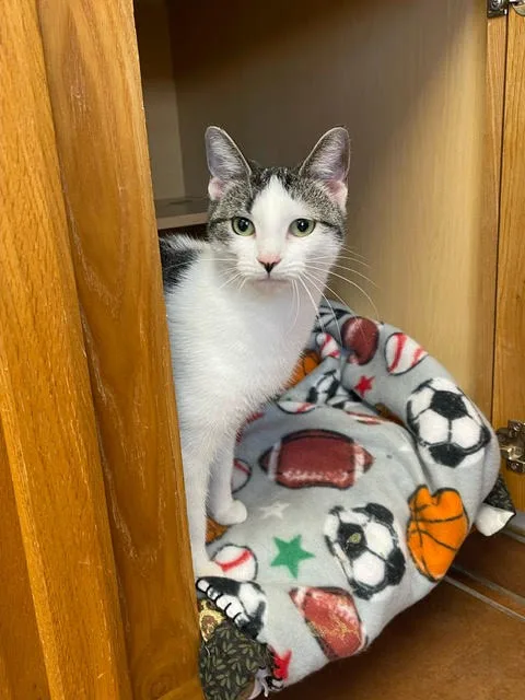 An adult medium-sized female Domestic Short Hair cat named Venus for adoption in Centralia, IL