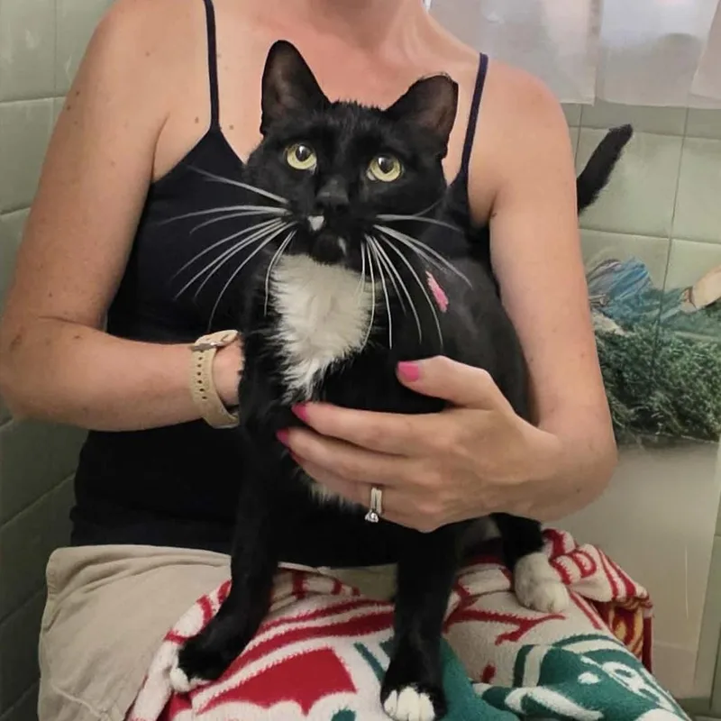 An adult medium-sized female Black & White / Tuxedo Domestic Short Hair cat named Selia for adoption in Chicago, IL