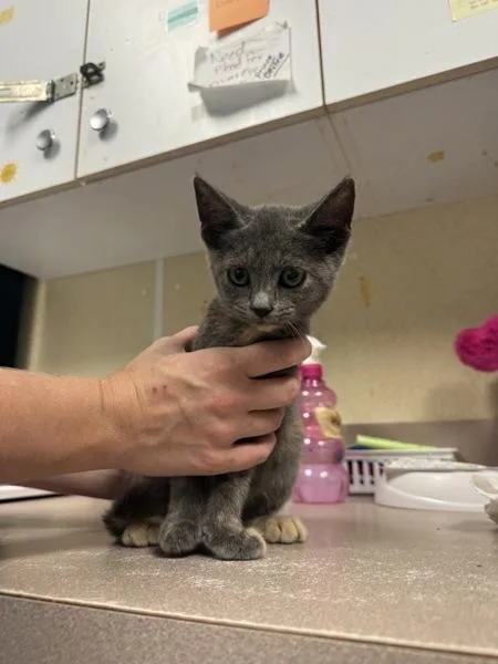 A baby small-sized female Domestic Short Hair cat named Invisible for adoption in Salisbury, MD
