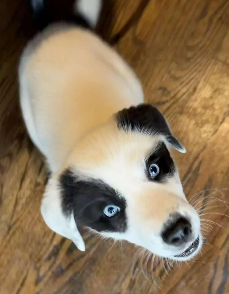 A baby large-sized female White / Cream Great Pyrenees dog named Eliot for adoption in Kiowa, OK