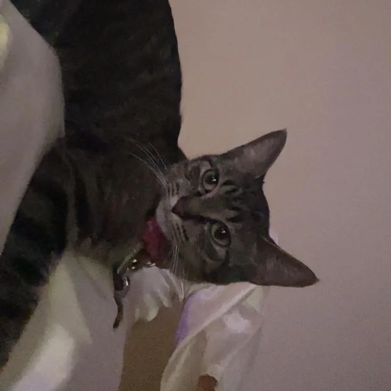 An adult small-sized female Gray / Blue / Silver Domestic Short Hair cat named Dior for adoption in Rochester, MN