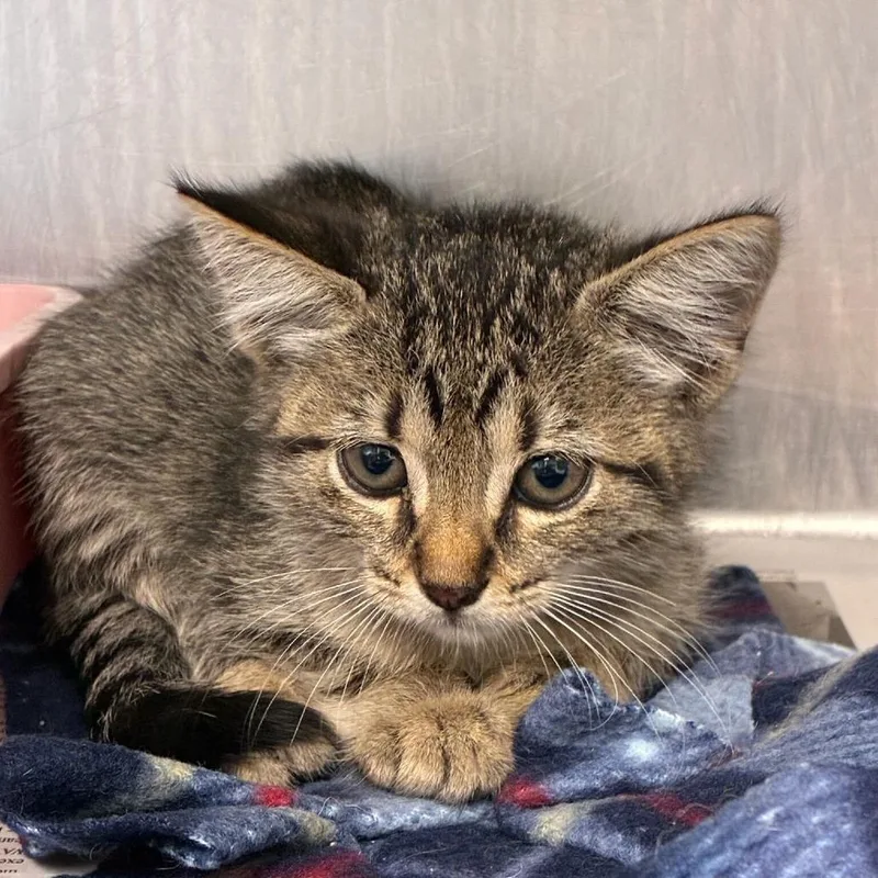 A baby small-sized female Brown / Chocolate Domestic Short Hair cat named Lucky Ducky for adoption in San Antonio, TX