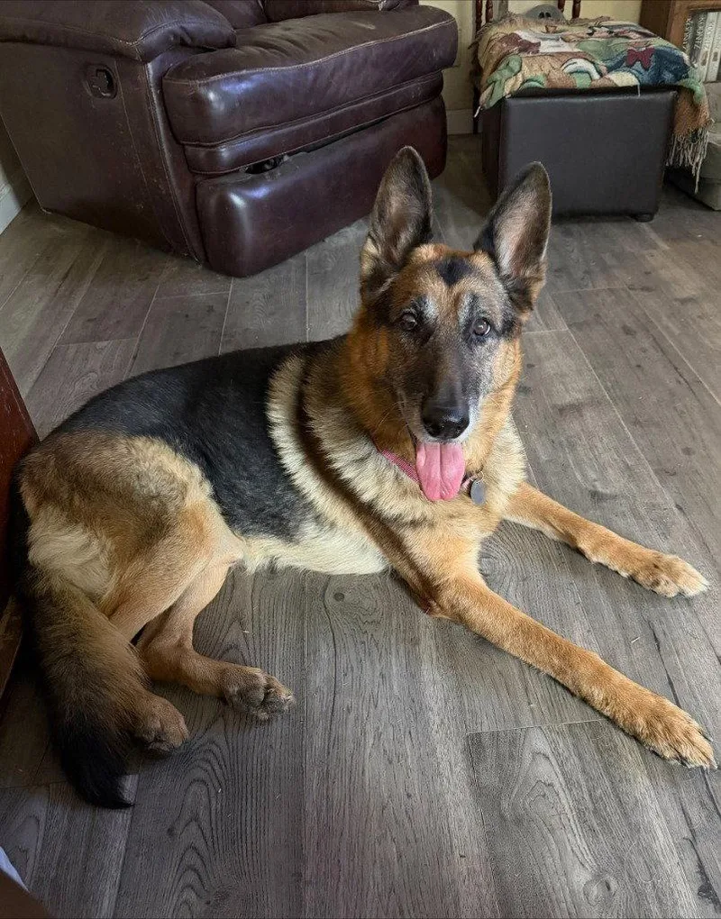 A senior large-sized male German Shepherd Dog dog named Geddy Lee for adoption in Modesto, CA