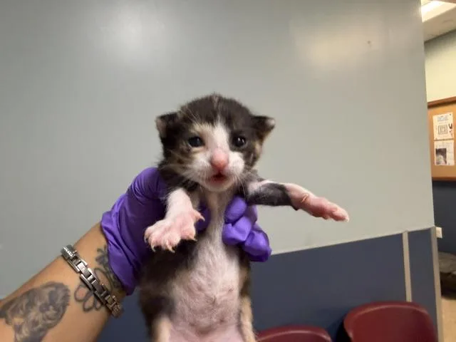 A baby small-sized female Domestic Short Hair cat named Fifi for adoption in Miami, FL