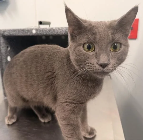 A young medium-sized female Domestic Short Hair cat named Vivienne for adoption in Ridgewood, NY