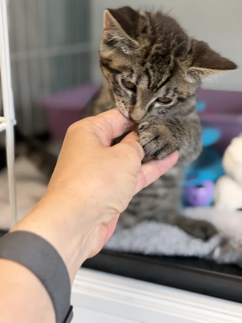 A baby medium-sized male Domestic Short Hair cat named Pugsley for adoption in Warren, OH