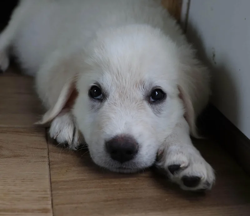 A baby medium-sized male Great Pyrenees dog named Peter for adoption in Keller, TX