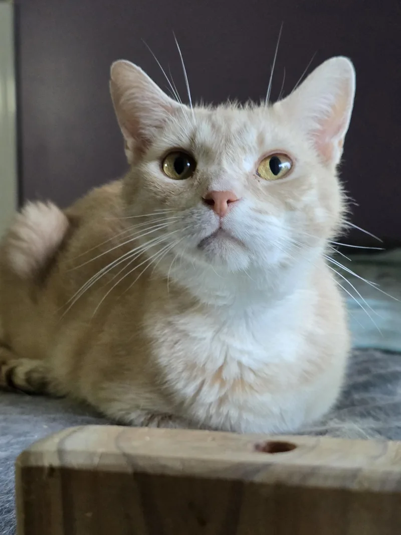 An adult large-sized male Buff / Tan / Fawn Domestic Short Hair cat named Virgil for adoption