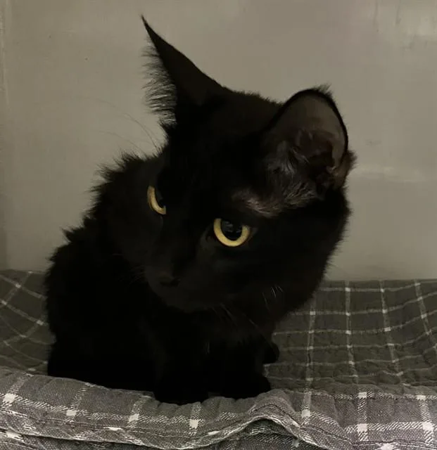 A young medium-sized female Domestic Short Hair cat named Milkshake for adoption in Boston, MA