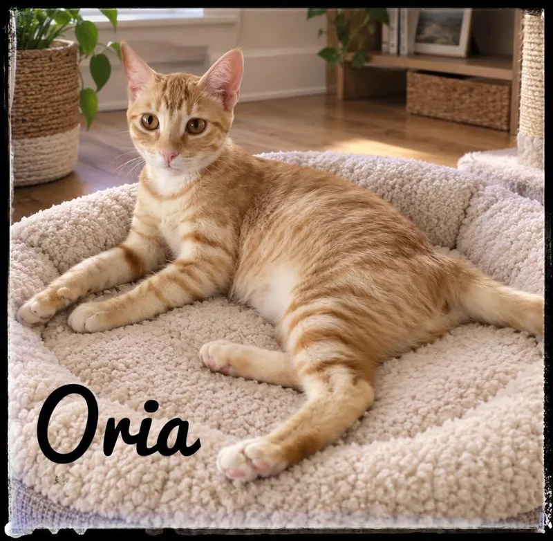 A baby small-sized female Domestic Short Hair cat named Oria for adoption in El Cajon, CA