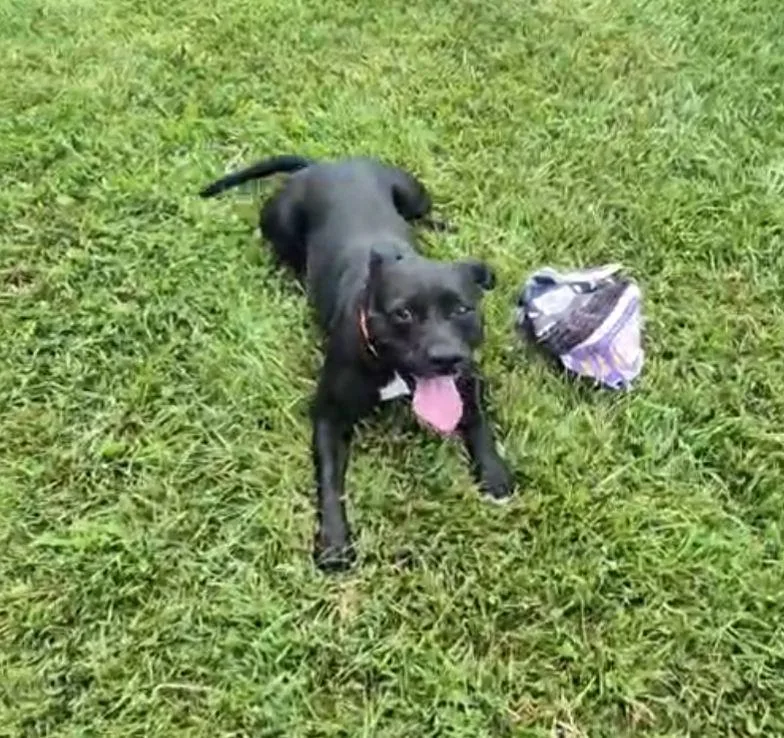 An adult medium-sized female Mixed Breed dog named Skylar for adoption in Plain City, OH
