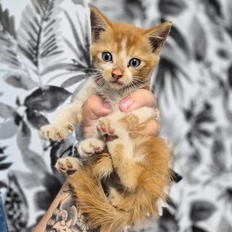 A baby small-sized male White Domestic Short Hair cat named Spam for adoption in Wahiawa, HI