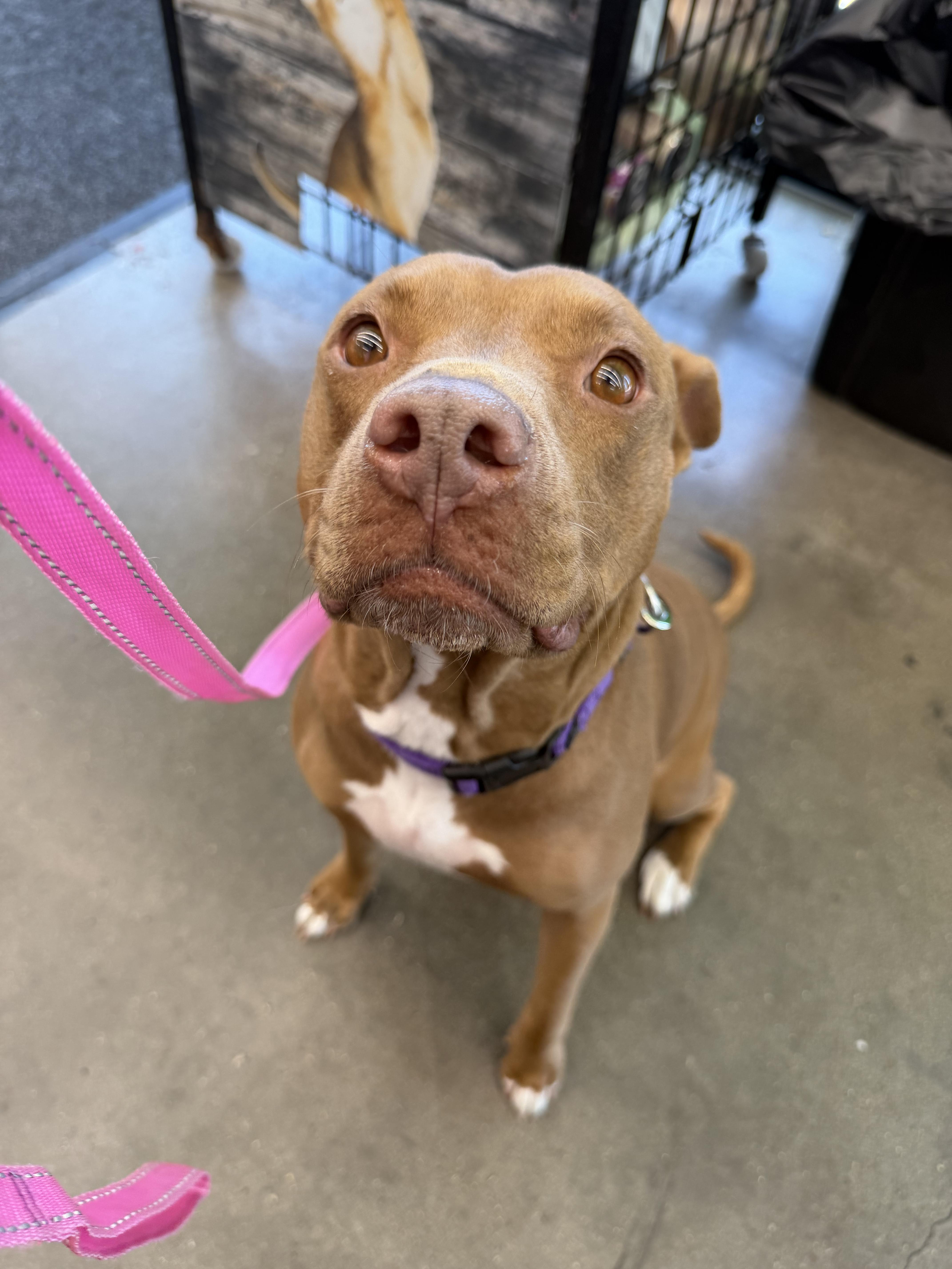 An adult medium-sized female Red / Chestnut / Orange Pit Bull Terrier dog named Breezey for adoption in Athens, TX