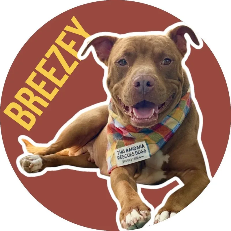 Breezey thumbnail 3