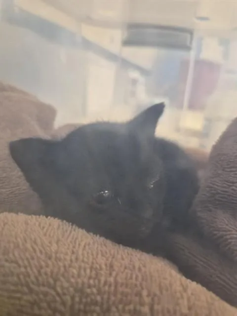 A baby small-sized male Domestic Short Hair cat named Copper for adoption in San Jose, CA