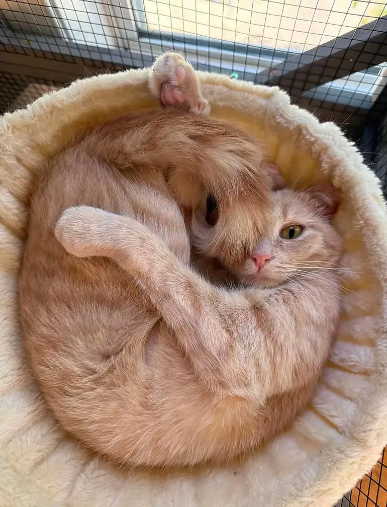 A young medium-sized female Orange & White Tabby cat named Martha Stewart for adoption in Winston Salem , NC