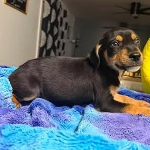 A baby small-sized male Black Mixed Breed dog named Zelly for adoption in Fredericksburg, VA