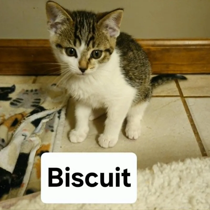 A baby small-sized female Brown / Chocolate Domestic Short Hair cat named Biscuit for adoption in West Olive, MI