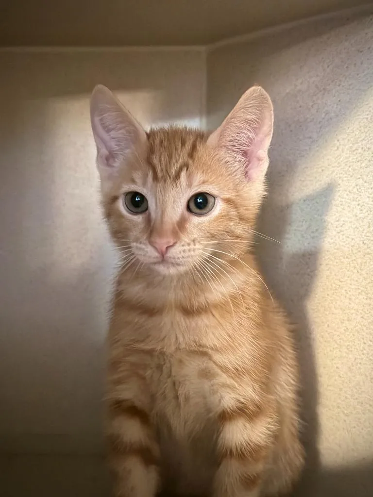 A baby small-sized male Domestic Short Hair cat named Rowan for adoption in Los Angeles, CA