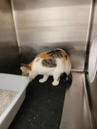 An adult medium-sized female Domestic Short Hair cat named Lisa for adoption in Fergus Falls, MN