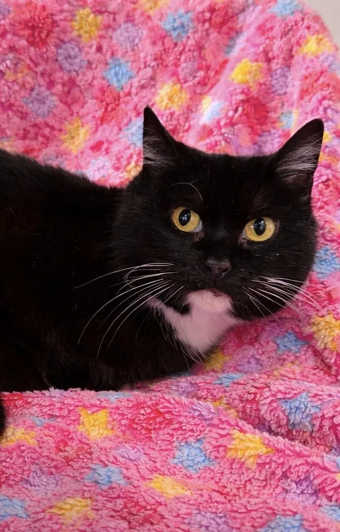 A young medium-sized female Black & White / Tuxedo Domestic Short Hair cat named Bubble Gum for adoption in Greensboro, NC