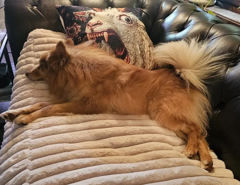 Rusty Foxington